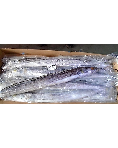 RIBBON FISH-6355380
