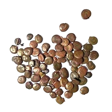 ACACIA-6359694