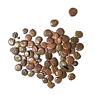 ACACIA