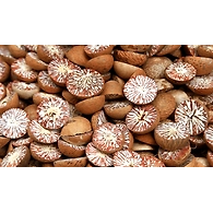 Areca