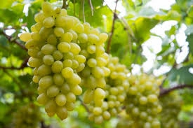 FRESH GRAPES-6548288