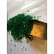 Natural Zambian Emerald-12765111-sm
