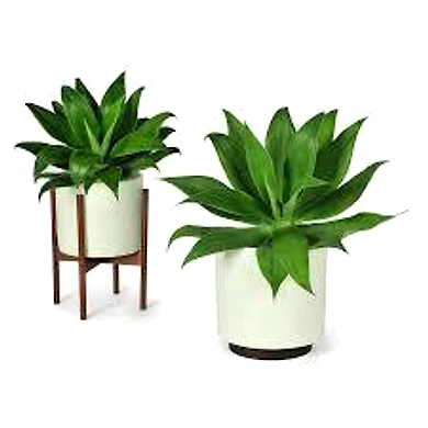 Planters-BKP005