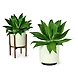 Planters-BKP005-sm