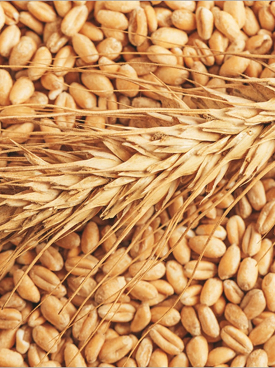 Wheat Grain-BHA012