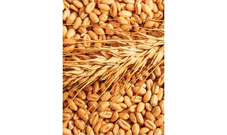 Wheat Grain