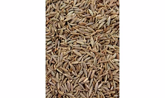 Cumin Seeds