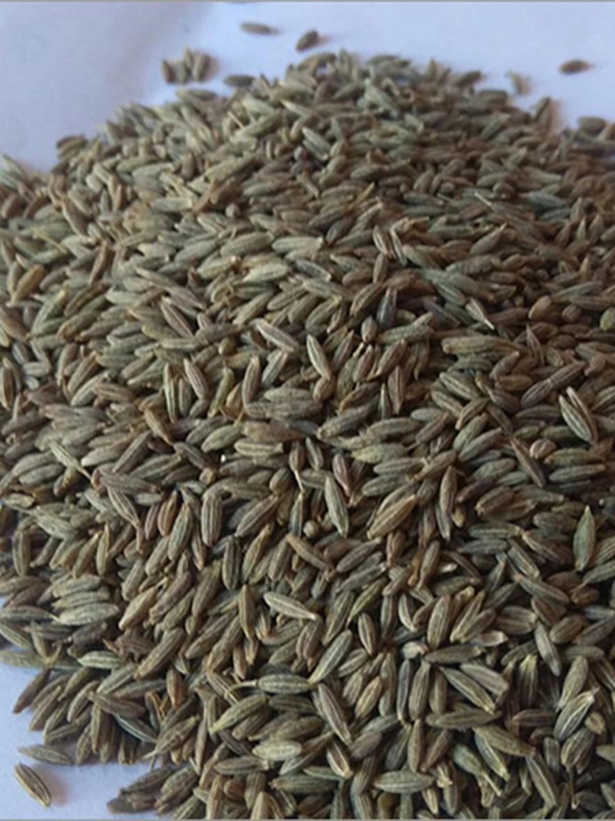 Edible Cumin Seeds-BHA006