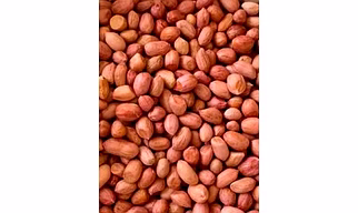 Bold Peanut