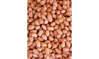 Fresh Peanut