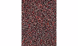 Mustard Seeds