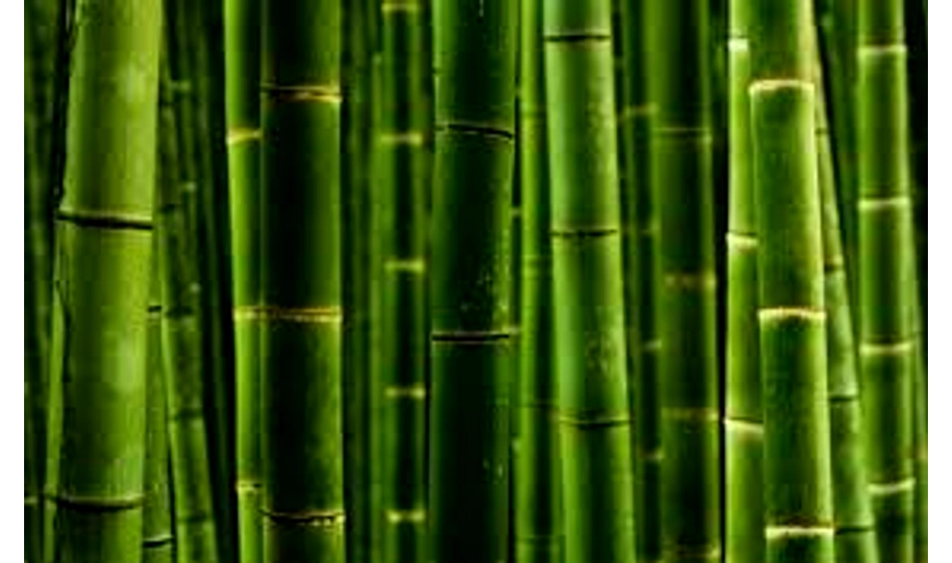 What are the benefits of bamboo?