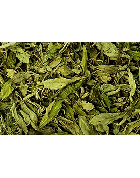 Stevia Leaves