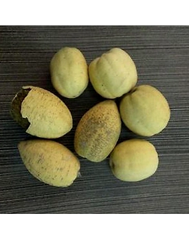 Ingudi/Hingot