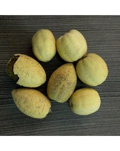 Ingudi/Hingot-hingot1