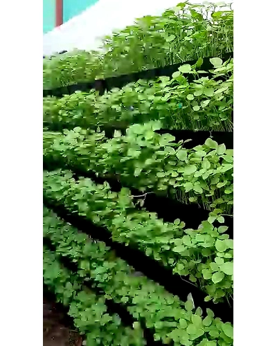 Community Hydroponic Farming and Fodder farming for Cattles.-1