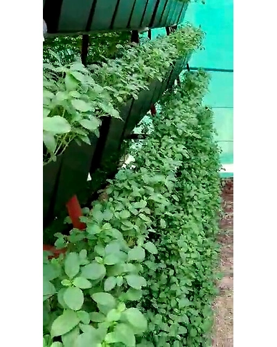 Community Hydroponic Farming and Fodder farming for Cattles.-2
