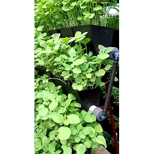 Hydroponic Farming - New Norm of Vertical Farming - Without Soil