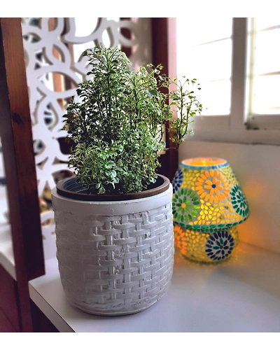 Exterior Gardening Solutions-1