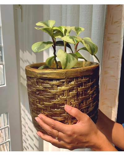 Exterior Gardening Solutions-3