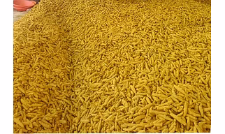 Whole Dried Turmeric Fingers
