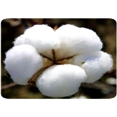 Raw Cotton-BGA001