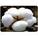 Raw Cotton-BGA001-sm