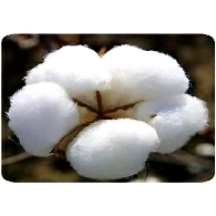 Raw Cotton