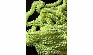 Sphinx Re-usable Artificial Jasmine Buds Short Garlands for Decoration Approx. 2.5 ft (Color AS Shown in Image/Greenish) (6)