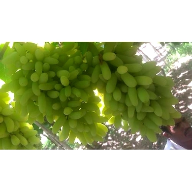 Fresh Grapes-6469344
