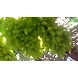 Fresh Grapes-6469344-sm