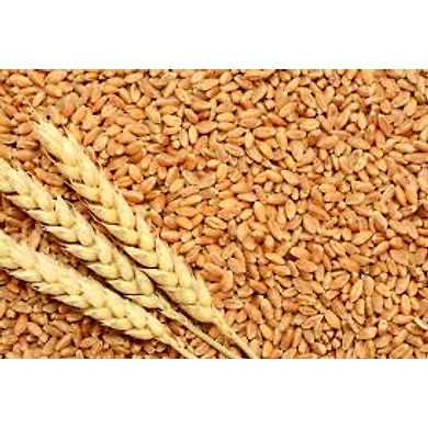 Fresh Wheat-6469356