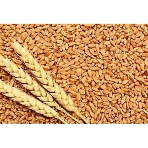Fresh Wheat