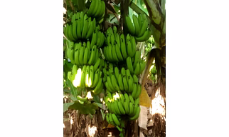 Banana