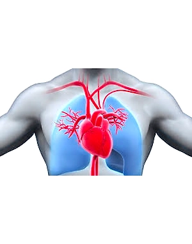 Cardiovascular