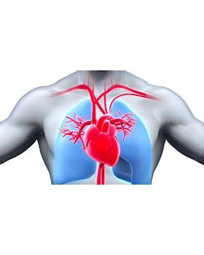 Cardiovascular-6474654