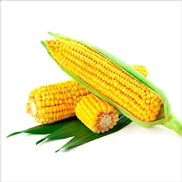 Yellow Maize