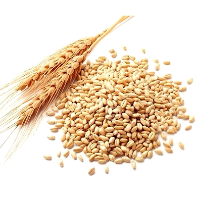 WHEAT-6490974