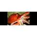 Octopus (octopus spp)