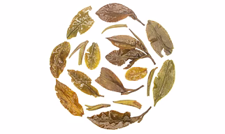 Bai MuDan White Tea - Exquisite First Flush Harvest & Health Benefits