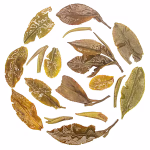 Bai MuDan White Tea - Exquisite First Flush Harvest & Health Benefits