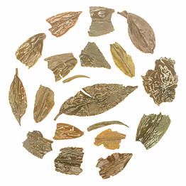 rohini darjeeling second flush tea 2025 | summer beauty muscatel | whole leaf black tea