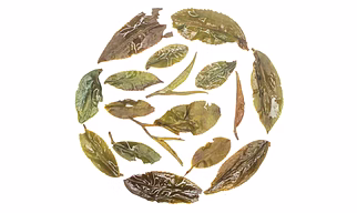 Rohini Darjeeling Second Flush Oolong Tea 2025 | Summer Honey Oolong | Bug Bitten Whole Leaf Tea