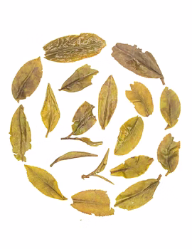 Darjeeling Spring Baozhong with 100% Finely Plucked Whole leaf Tea-2-sm