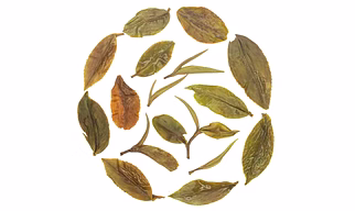 Honey Oolong Spring with 100 % Finely Plucked Whole Leaf Tea