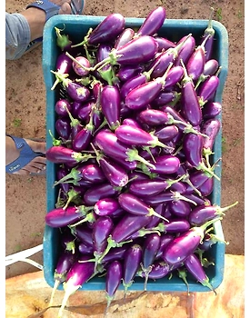 Brinjal