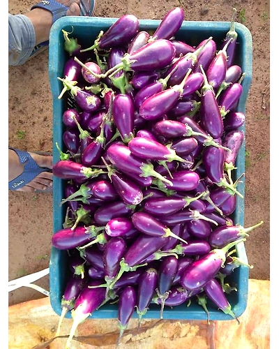 Brinjal-6500668