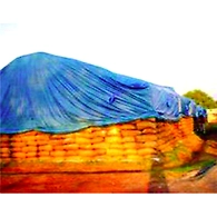 Sheds N Fumigation -Cap Cover