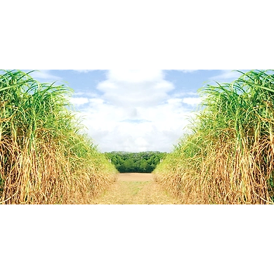 Sugarcane Procurement-SJC001