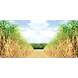Sugarcane Procurement-SJC001-sm